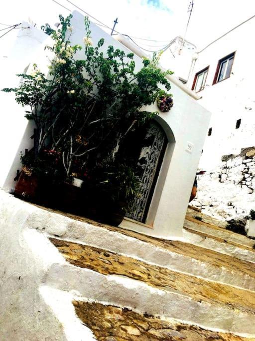 Villa The Citrus House