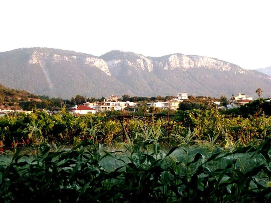 Villa The Citrus House Kalavárda